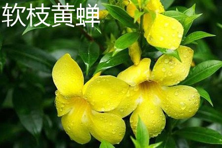黄蝉和软枝黄婵的区别