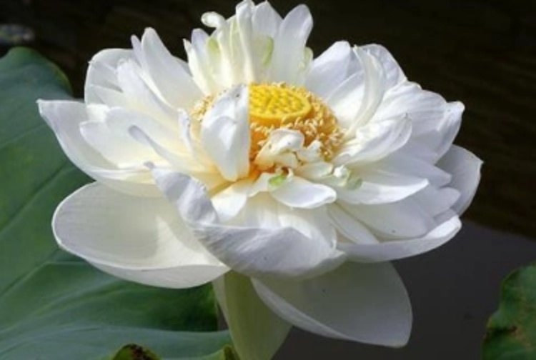 雪莲花花语