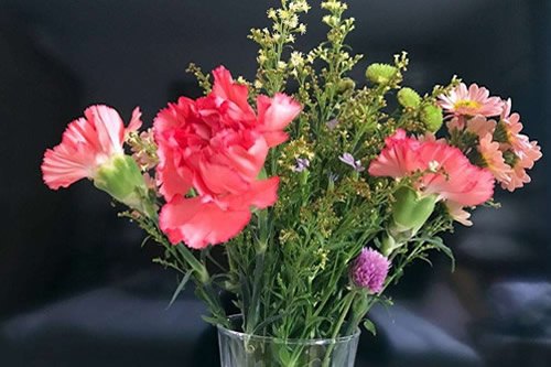 茉莉花刚发芽需要施肥吗 茉莉花开始发芽后怎么施肥