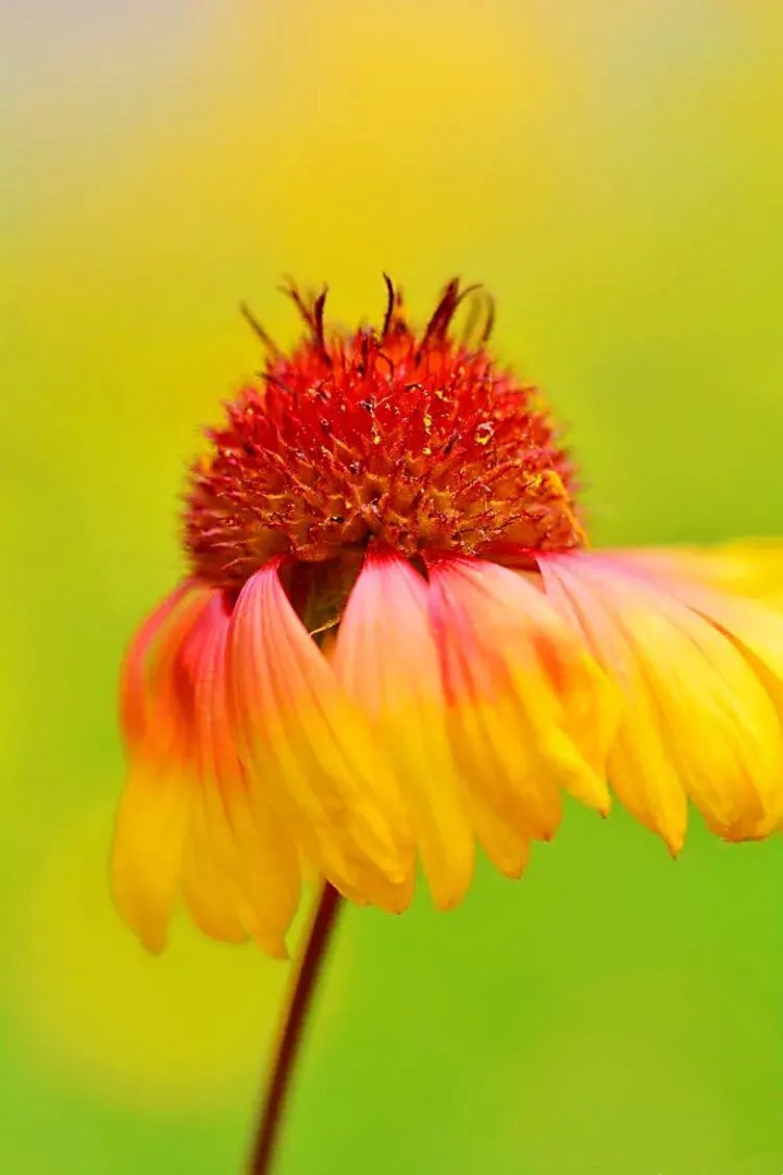 天人菊的花语是什么(天人菊的寓意和象征意义)