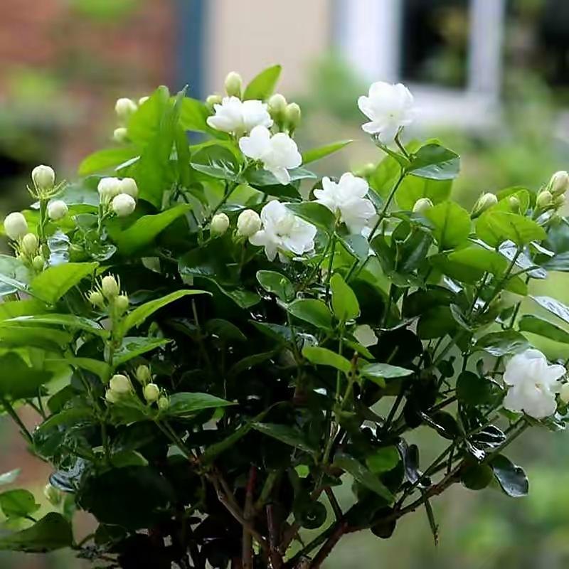 茉莉花怎么养才长得好（养茉莉花的三大技巧分享）
