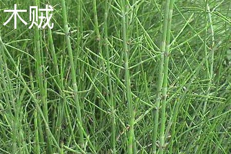 草麻黄和木贼的区别