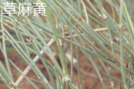 草麻黄和木贼的区别