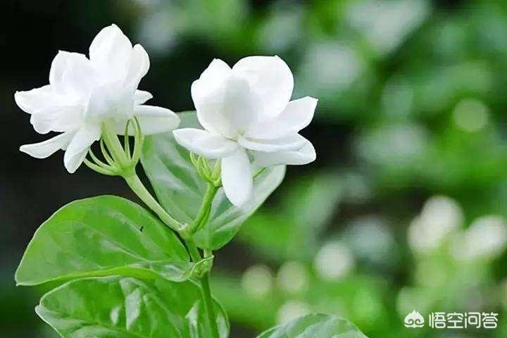 茉莉花的种植方法有什么（教你养好茉莉花）