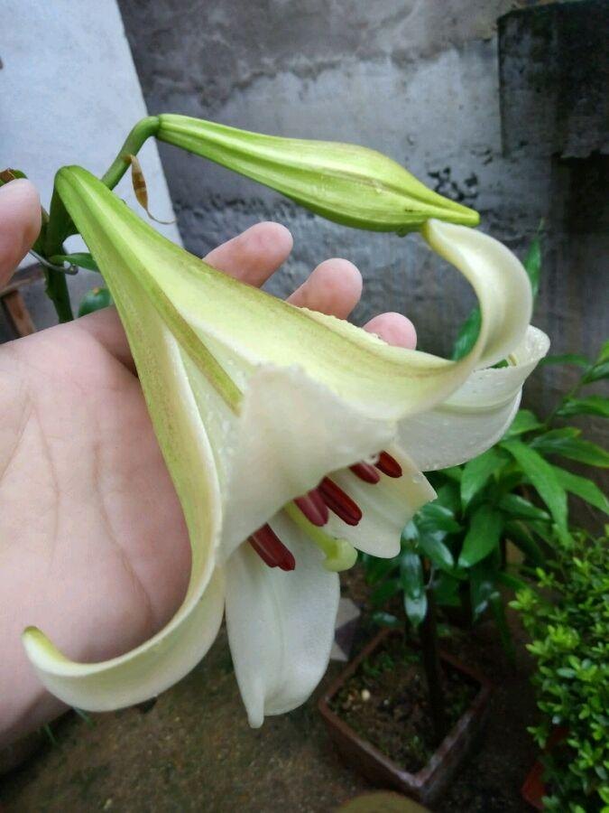 百合花是什么样子的（关于百合花的特点简介）