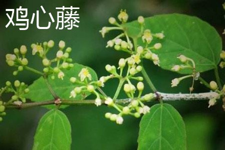 鸡心藤和绿萝的区别