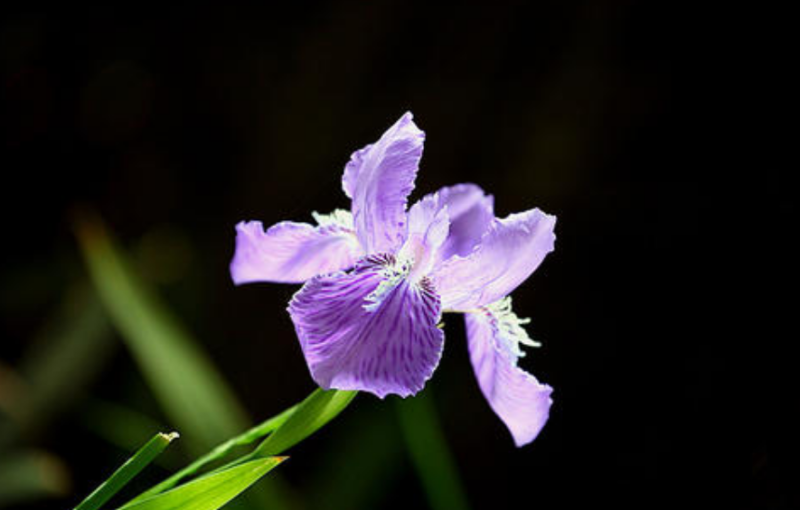 鸢尾花的寓意是什么(不同鸢尾花的花语和象征)