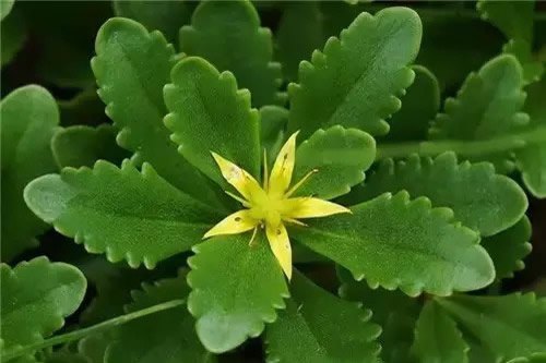 茉莉花开花就掉怎么回事