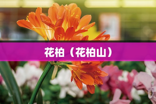 花柏（花柏山）