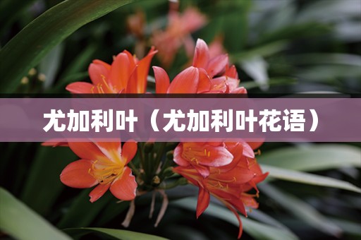 尤加利叶（尤加利叶花语）