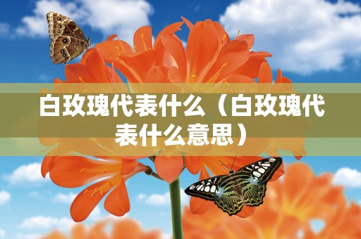 白玫瑰代表什么（白玫瑰代表什么意思）