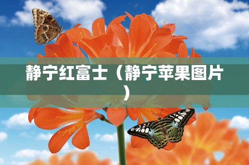 静宁红富士（静宁苹果图片）