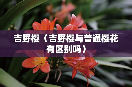 吉野樱（吉野樱与普通樱花有区别吗）