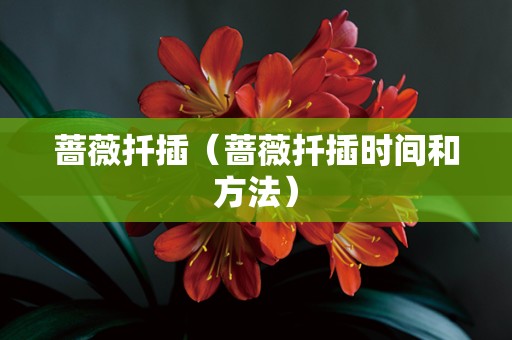 蔷薇扦插（蔷薇扦插时间和方法）