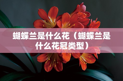 蝴蝶兰是什么花（蝴蝶兰是什么花冠类型）