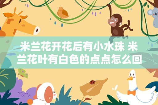 米兰花开花后有小水珠 米兰花叶有白色的点点怎么回事