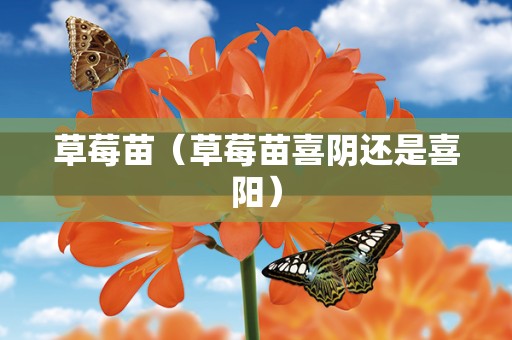 草莓苗（草莓苗喜阴还是喜阳）