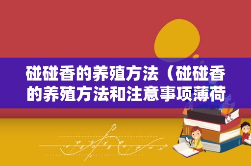 碰碰香的养殖方法（碰碰香的养殖方法和注意事项薄荷怎么养）