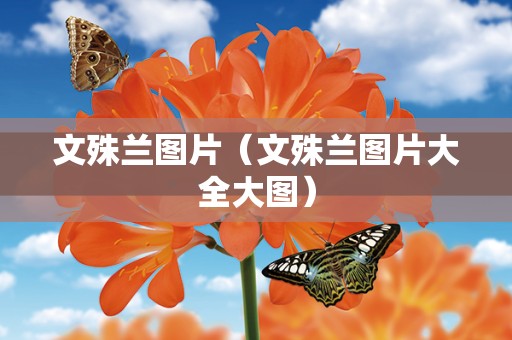 文殊兰图片（文殊兰图片大全大图）