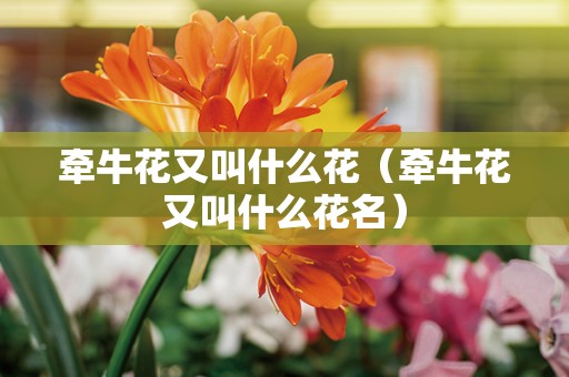 牵牛花又叫什么花（牵牛花又叫什么花名）