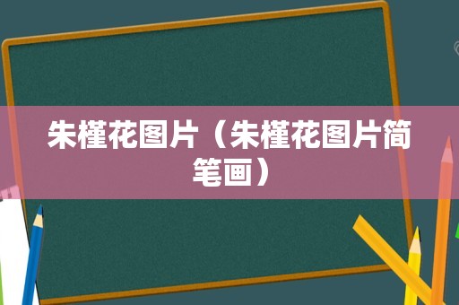 朱槿花图片（朱槿花图片简笔画）