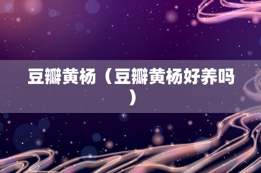 豆瓣黄杨（豆瓣黄杨好养吗）