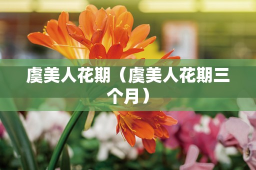 虞美人花期（虞美人花期三个月）