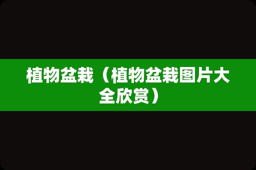 植物盆栽（植物盆栽图片大全欣赏）