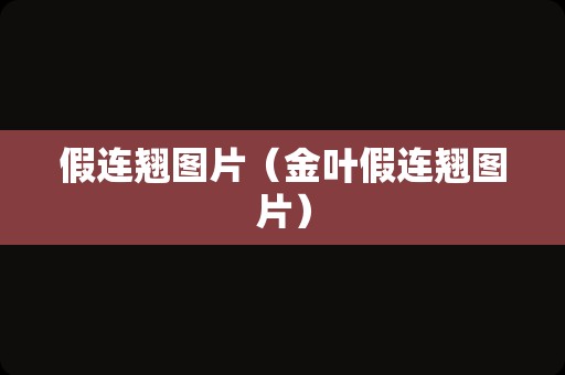 假连翘图片（金叶假连翘图片）