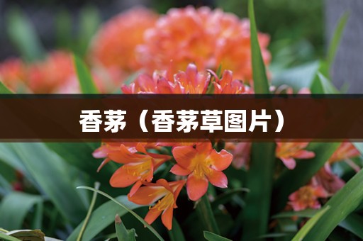 香茅（香茅草图片）