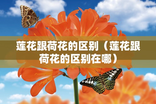 莲花跟荷花的区别（莲花跟荷花的区别在哪）