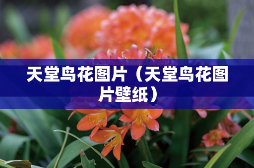 天堂鸟花图片（天堂鸟花图片壁纸）