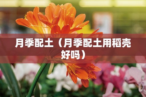 月季配土（月季配土用稻壳好吗）