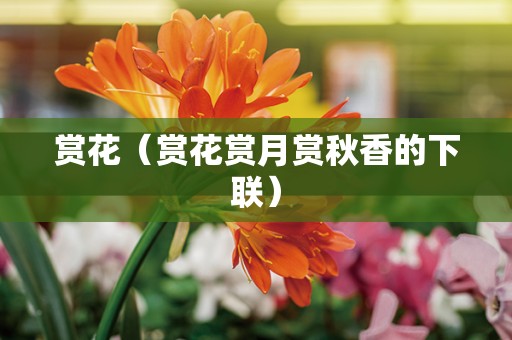 赏花（赏花赏月赏秋香的下联）