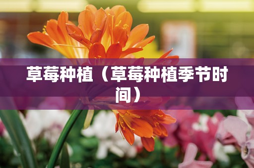 草莓种植（草莓种植季节时间）