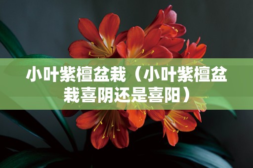 小叶紫檀盆栽（小叶紫檀盆栽喜阴还是喜阳）