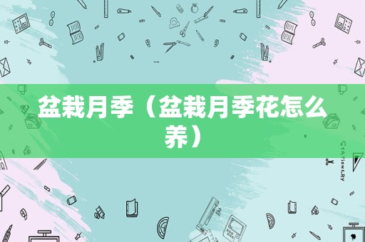 盆栽月季（盆栽月季花怎么养）
