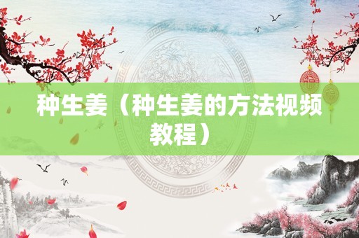 种生姜（种生姜的方法视频教程）