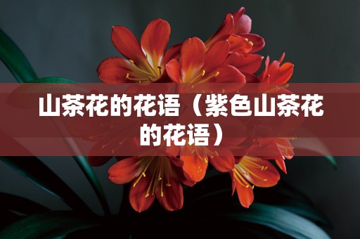 山茶花的花语（紫色山茶花的花语）