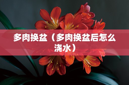 多肉换盆（多肉换盆后怎么浇水）