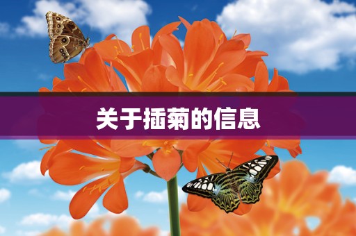 关于插菊的信息