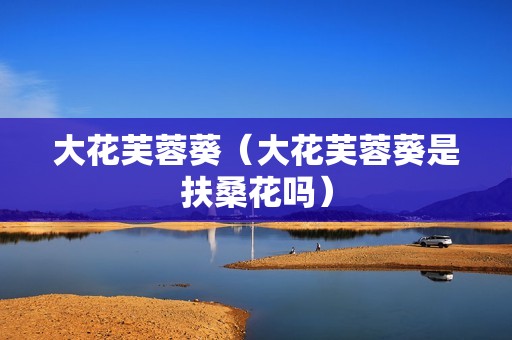 大花芙蓉葵（大花芙蓉葵是扶桑花吗）