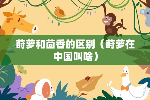 莳萝和茴香的区别（莳萝在中国叫啥）