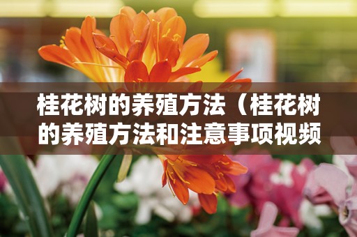 桂花树的养殖方法（桂花树的养殖方法和注意事项视频）