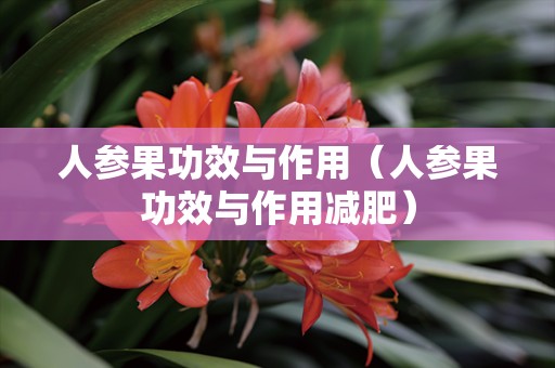 人参果功效与作用（人参果功效与作用减肥）