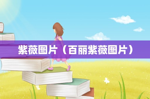 紫薇图片（百丽紫薇图片）