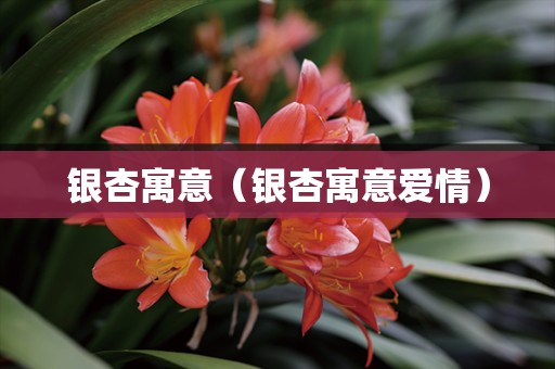 银杏寓意（银杏寓意爱情）