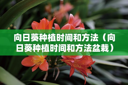 向日葵种植时间和方法（向日葵种植时间和方法盆栽）