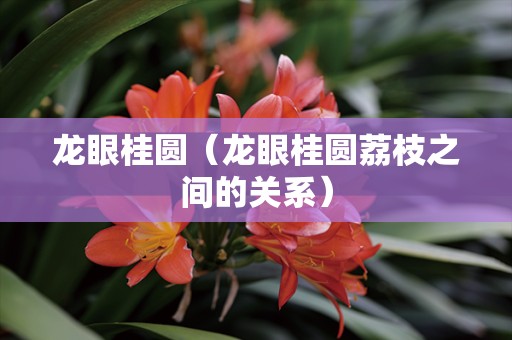 龙眼桂圆（龙眼桂圆荔枝之间的关系）