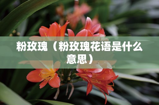 粉玫瑰（粉玫瑰花语是什么意思）